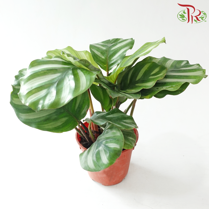 Calathea Rotundifolia Fasciata P150《彩苹果竹芋》