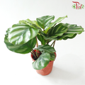 Calathea Rotundifolia Fasciata J01《彩苹果竹芋》