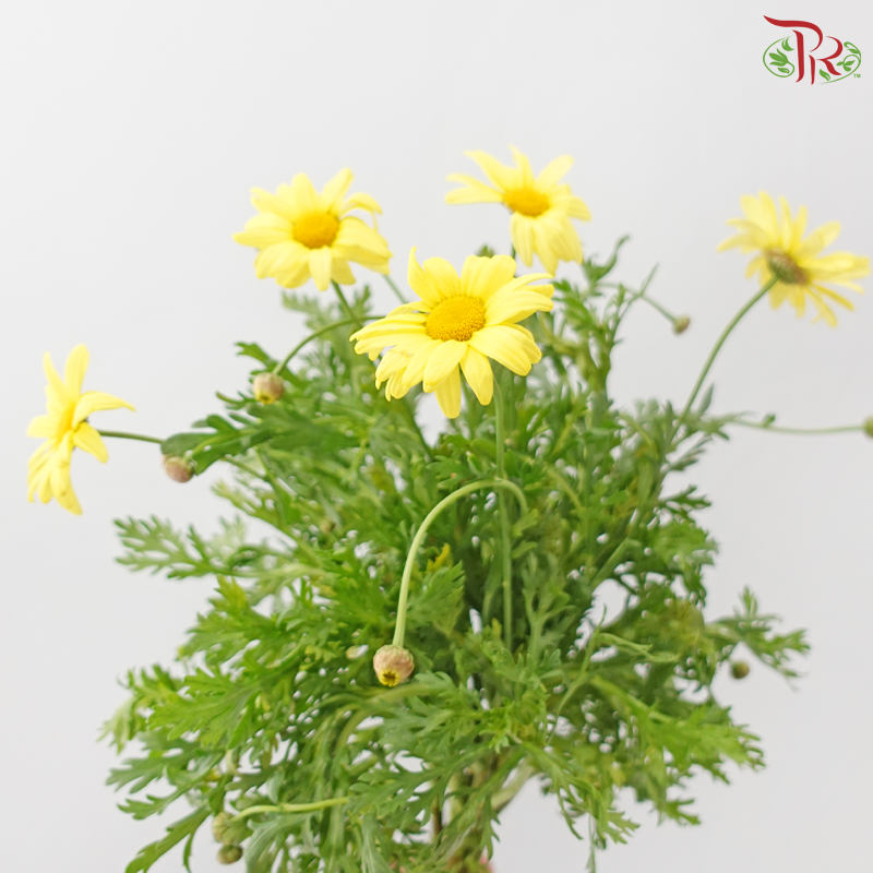 Leucanthemum