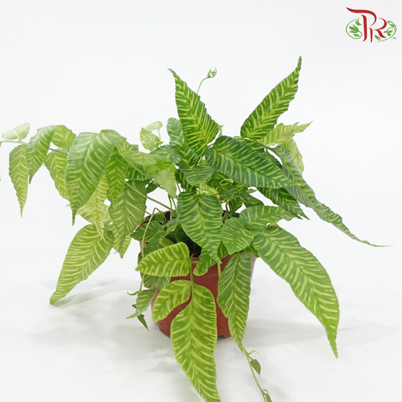 Coniogramme Emeiensis P120《峨眉凤蕨》