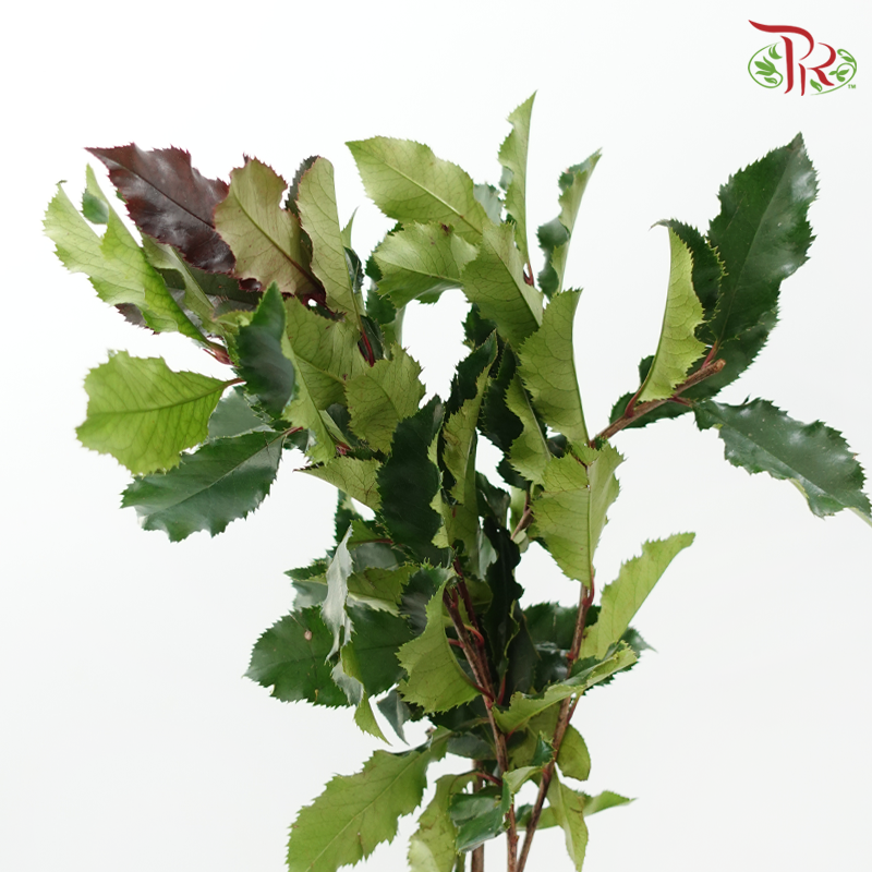 Photinia Red Leaf