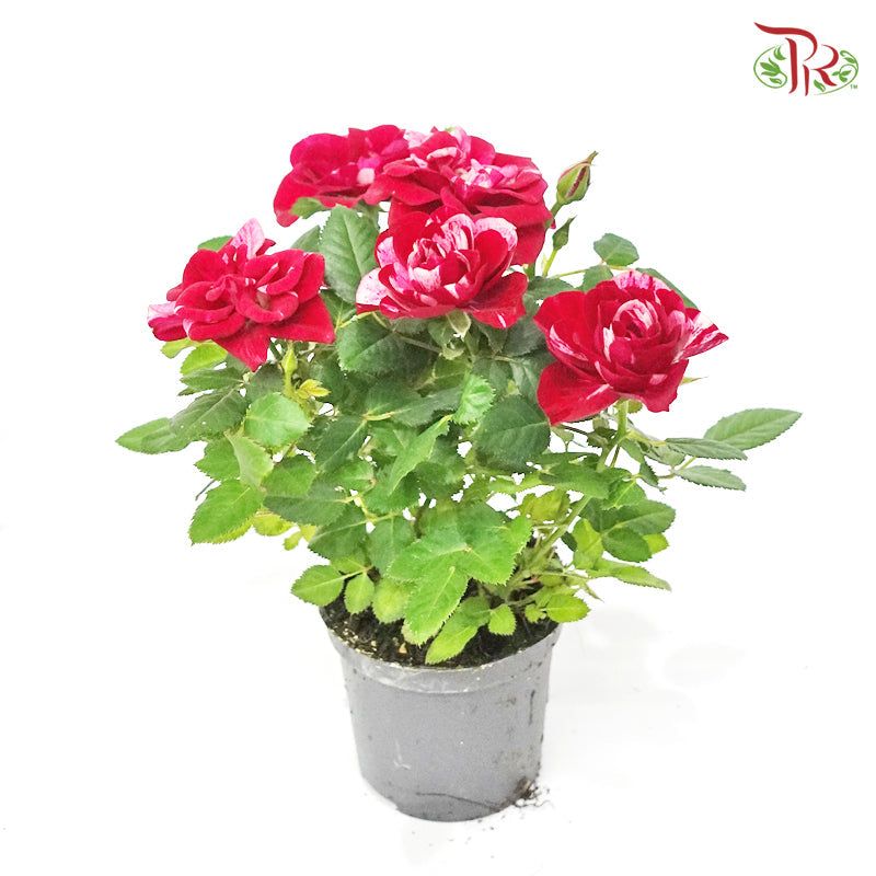 Rosa Gigi Parade 《蔷薇》 17cm - Pudu Ria Florist