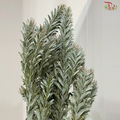 Nanmu Acacia (Mimosa Silver Moon)