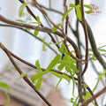 Salix《龙柳》