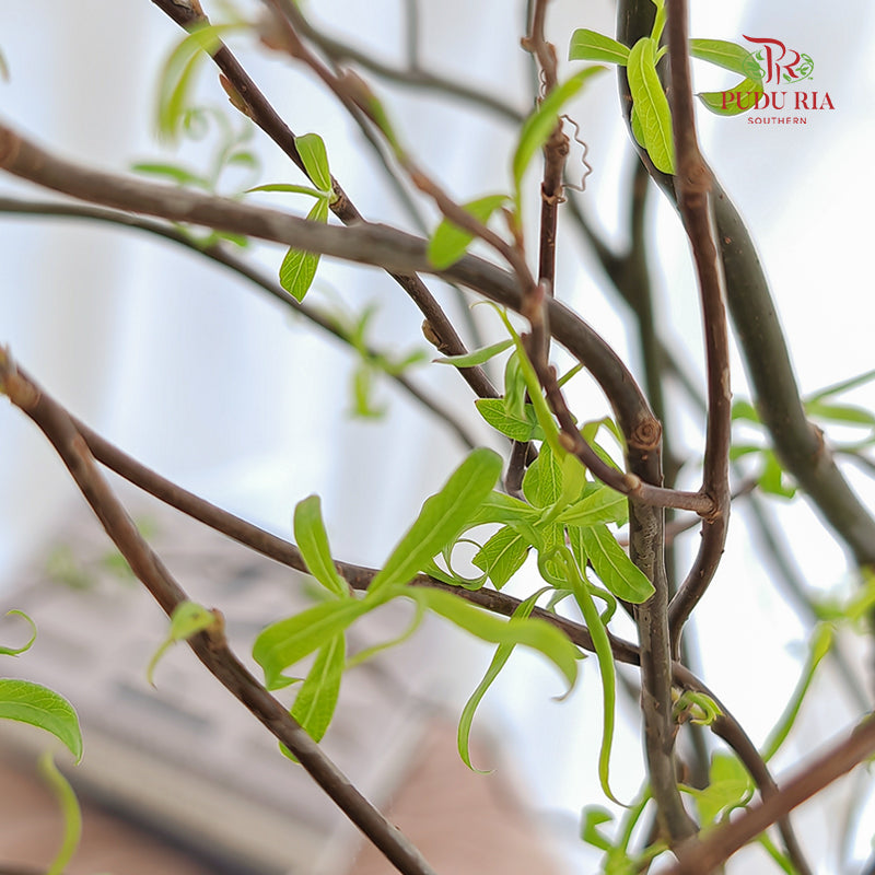 Salix《龙柳》