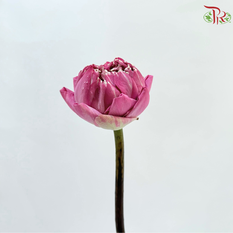 Lotus Flower