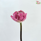Lotus Flower