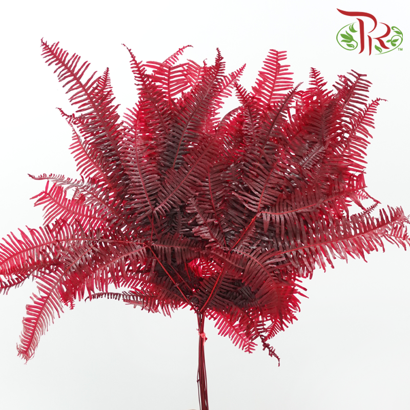 Mangqi - Red (Per Bunch)