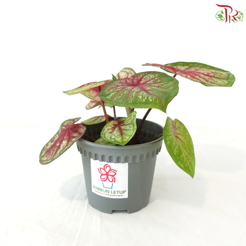 Caladium Tootsie P120《彩芋》