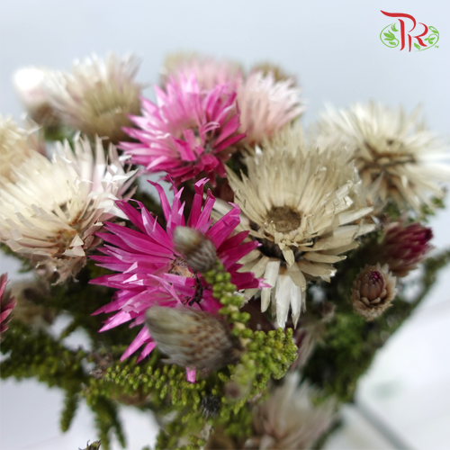 Phaenocoma Prolifera - (Per Bunch) - Pudu Ria Florist