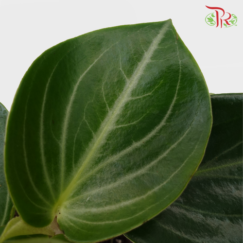 Peperomia Maculosa 《多斑椒草》 - Pudu Ria Florist