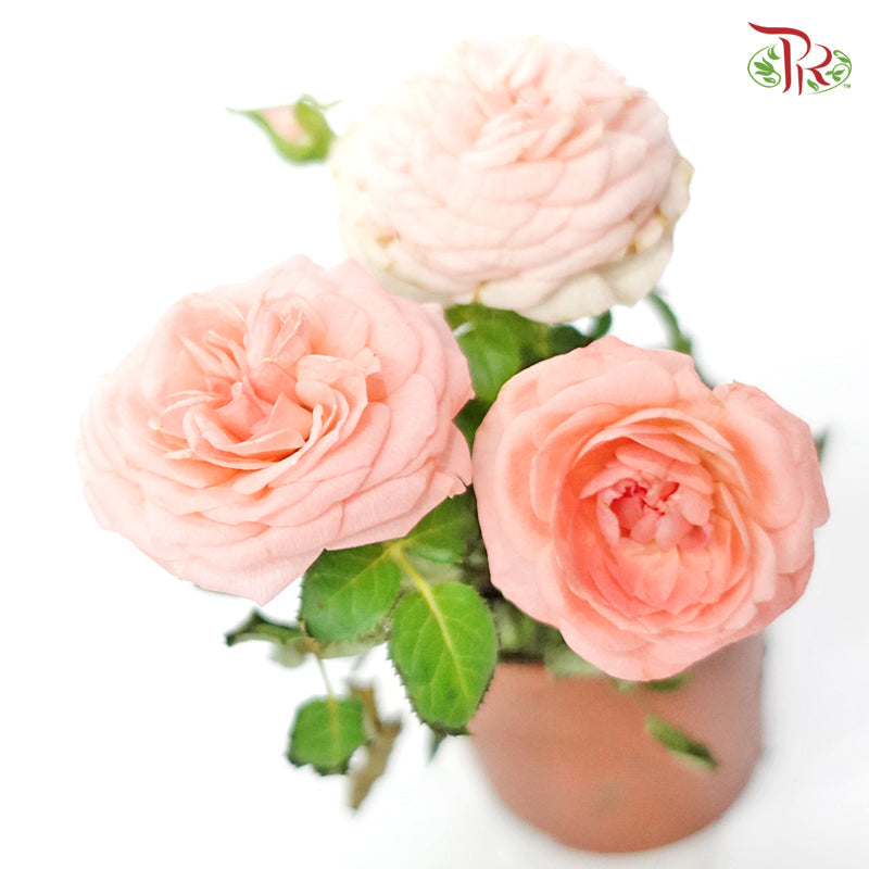 Rosa Pink Favourite 《蔷薇》   15cm - Pudu Ria Florist