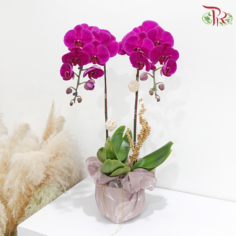 Timeless Bloom (Random Choose Orchid Color) (With Wrapping Cloth Color Options)