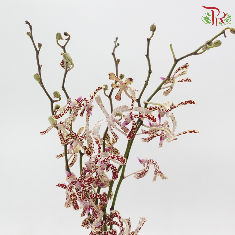 Orchid Aranda