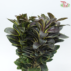Cordyline Fruticosa Wawa
