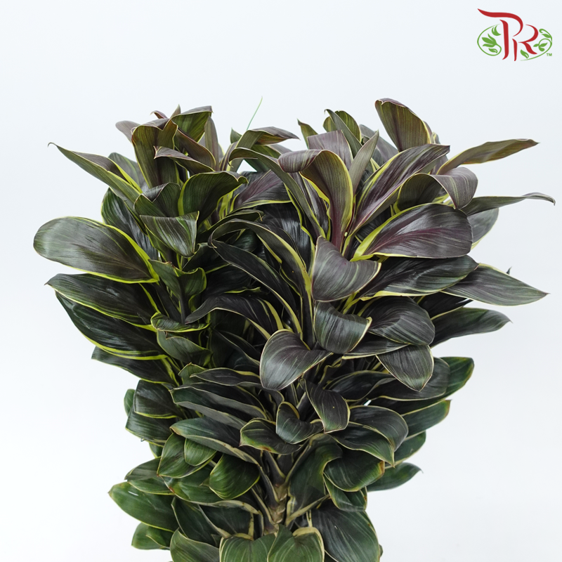 Cordyline Fruticosa Wawa