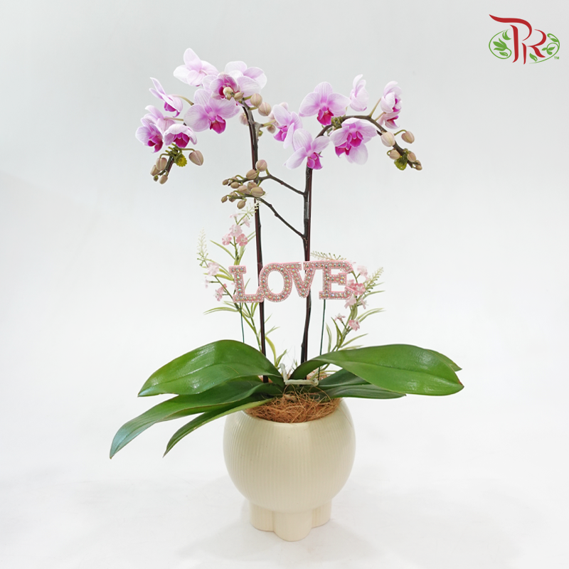 A Kiss of Orchid (Random Choose Orchid Color) (With Deco Options)