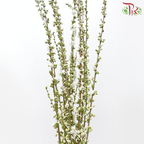 Sorbaria Sorbifolia《珍珠梅》