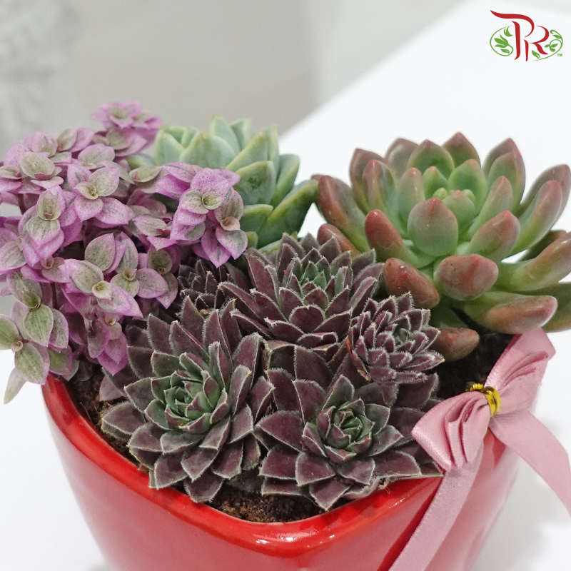 True Love (Succulent) (Random Choose Design)