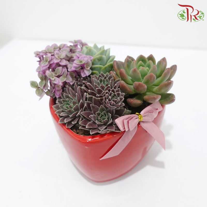 True Love (Succulent) (Random Choose Design)