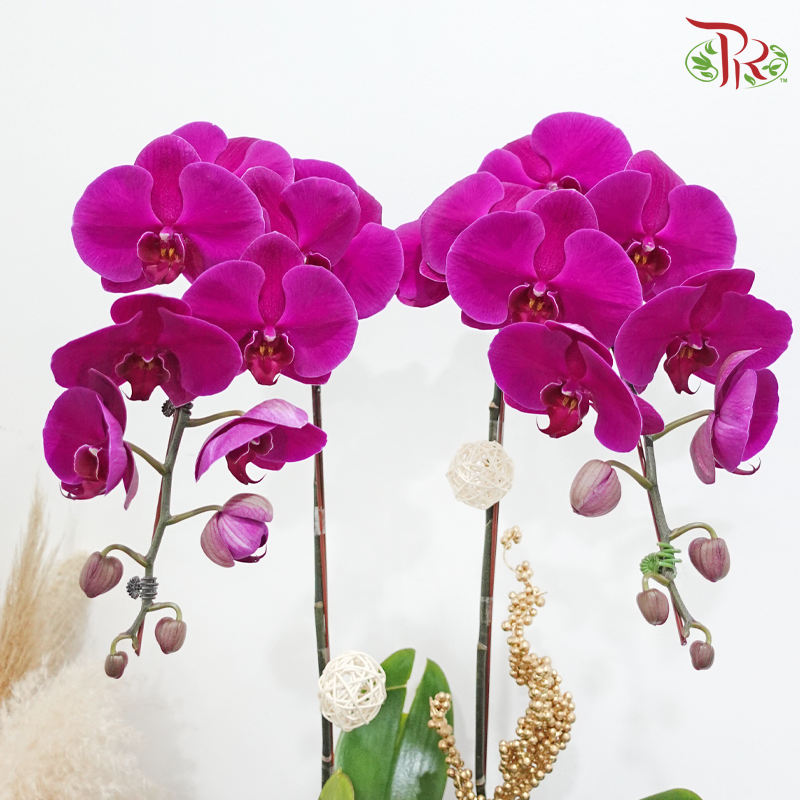 Timeless Bloom (Random Choose Orchid Color) (With Wrapping Cloth Color Options)
