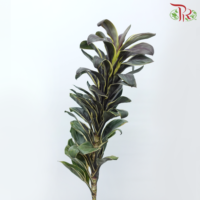 Cordyline Fruticosa Wawa