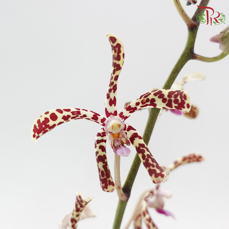 Orchid Aranda