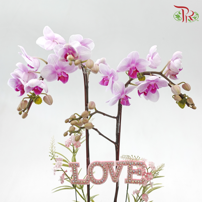 A Kiss of Orchid (Random Choose Orchid Color) (With Deco Options)