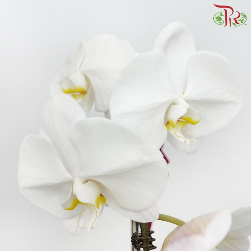 Premium Phalaenopsis Arrangement in Gold Wrapping Cloth (Random Choose Orchid Color)