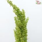 Rumex 《酸模属》