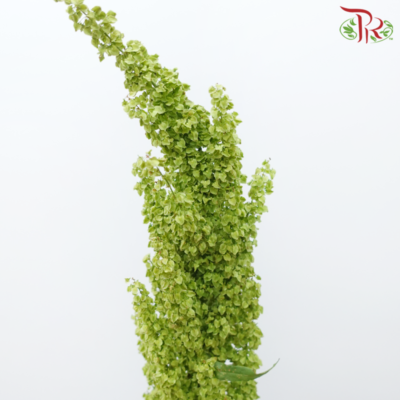 Rumex 《酸模属》