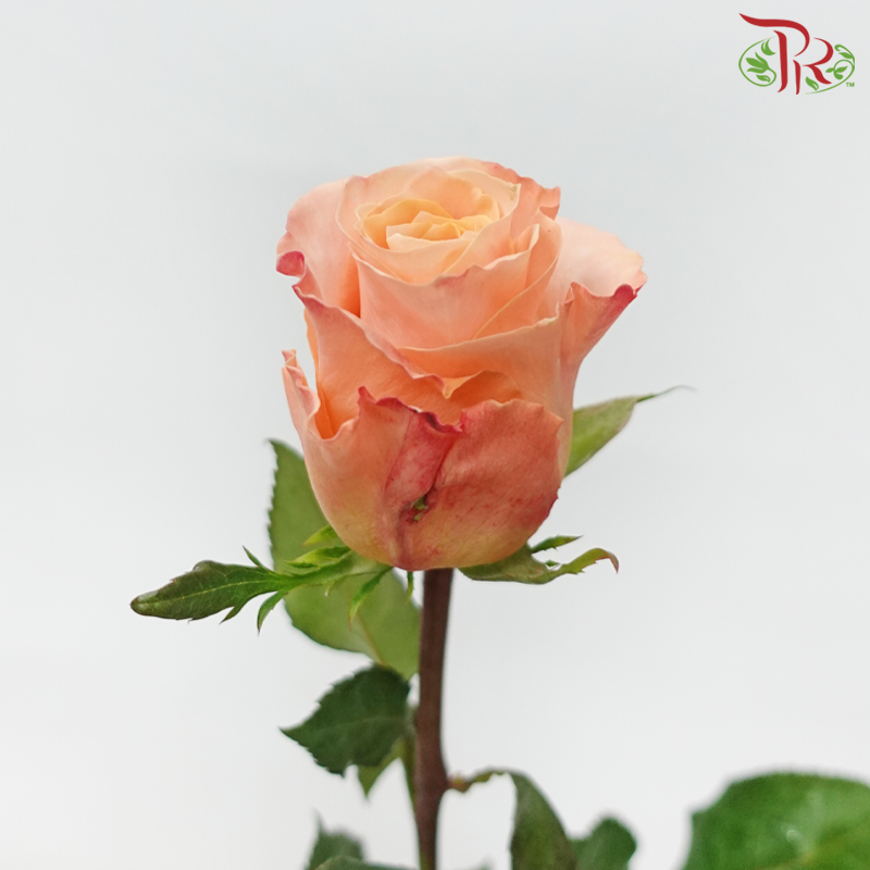 Rose Hearts
