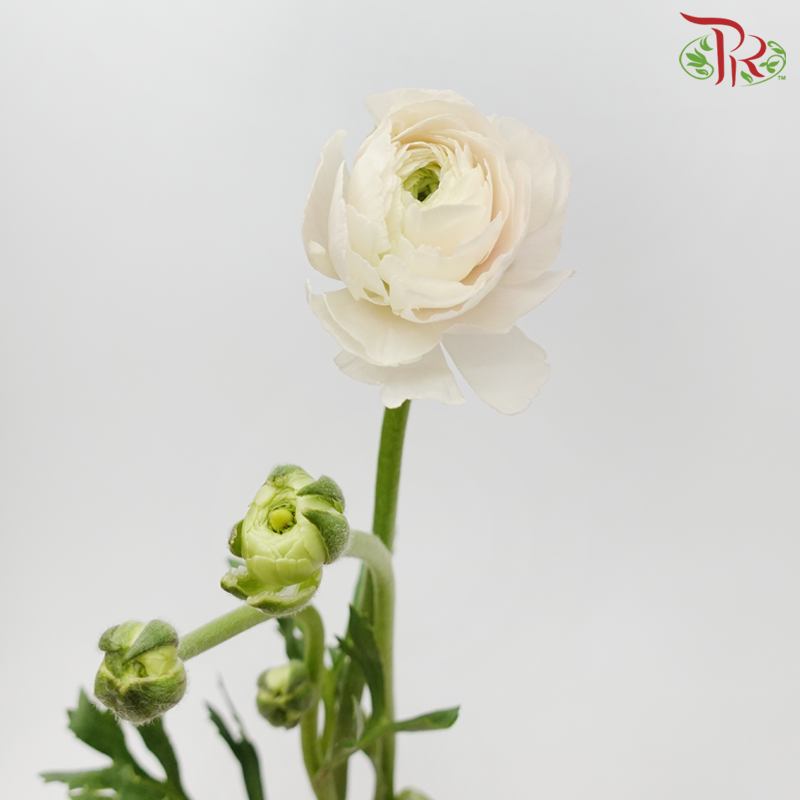 Ranunculus Cloni