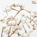 Dried Sapium Sebiferum 《干乌桕果》