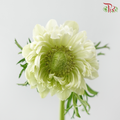 Marigold 《万寿菊》