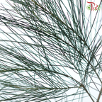 Chamaecyparis (Huang Ma Song)