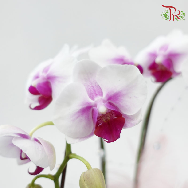 A Kiss of Orchid (Random Choose Orchid Color) (With Deco Options)
