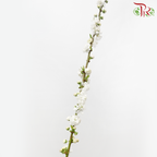 Sorbaria Sorbifolia《珍珠梅》