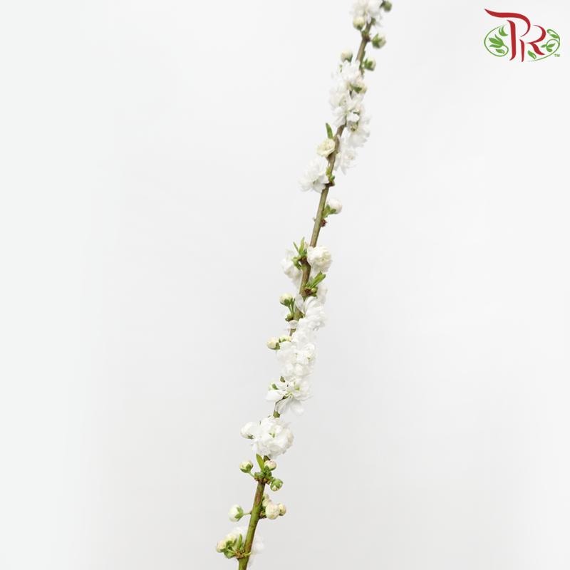 Sorbaria Sorbifolia《珍珠梅》