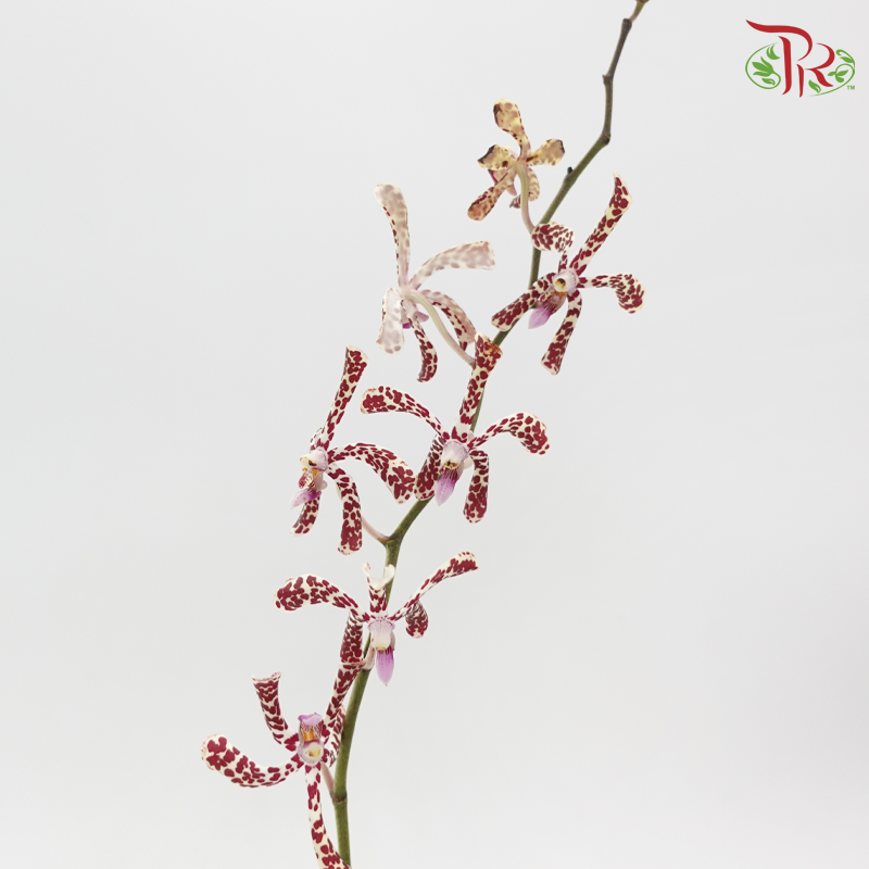 Orchid Aranda