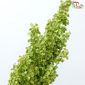 Rumex 《酸模属》
