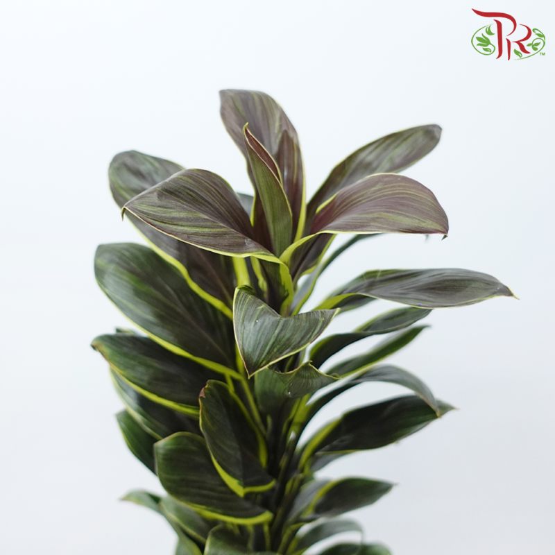 Cordyline Fruticosa Wawa