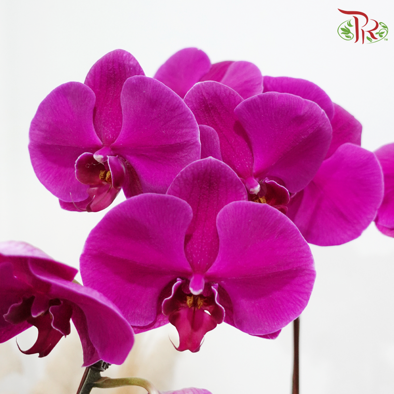 Timeless Bloom (Random Choose Orchid Color) (With Wrapping Cloth Color Options)