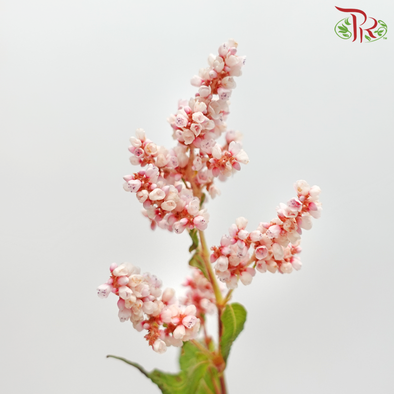 Star Spend (Per Bunch) - Pudu Ria Florist