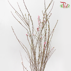 Sorbaria Sorbifolia《珍珠梅》