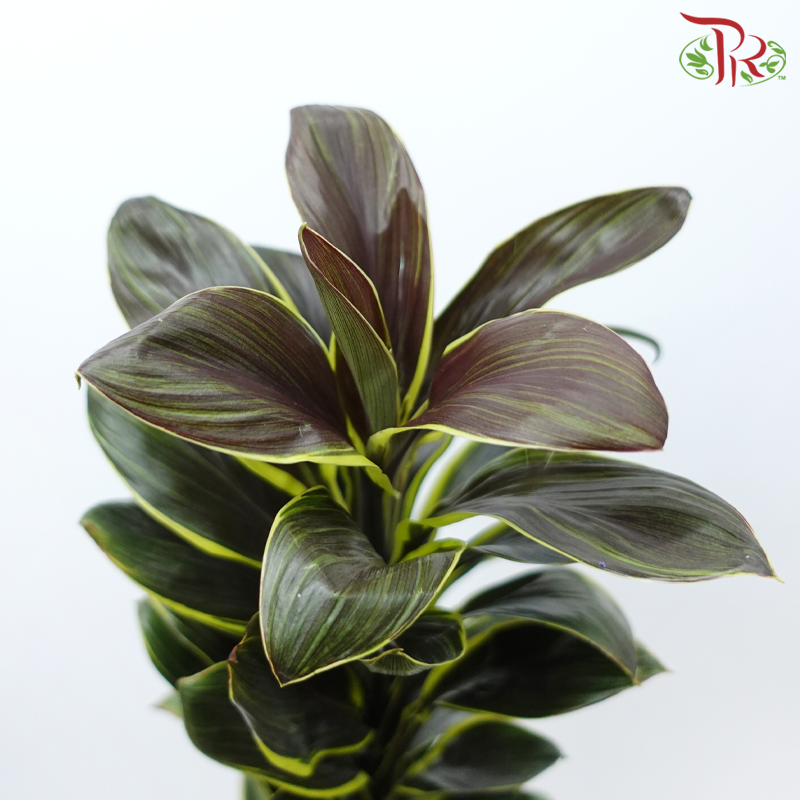 Cordyline Fruticosa Wawa