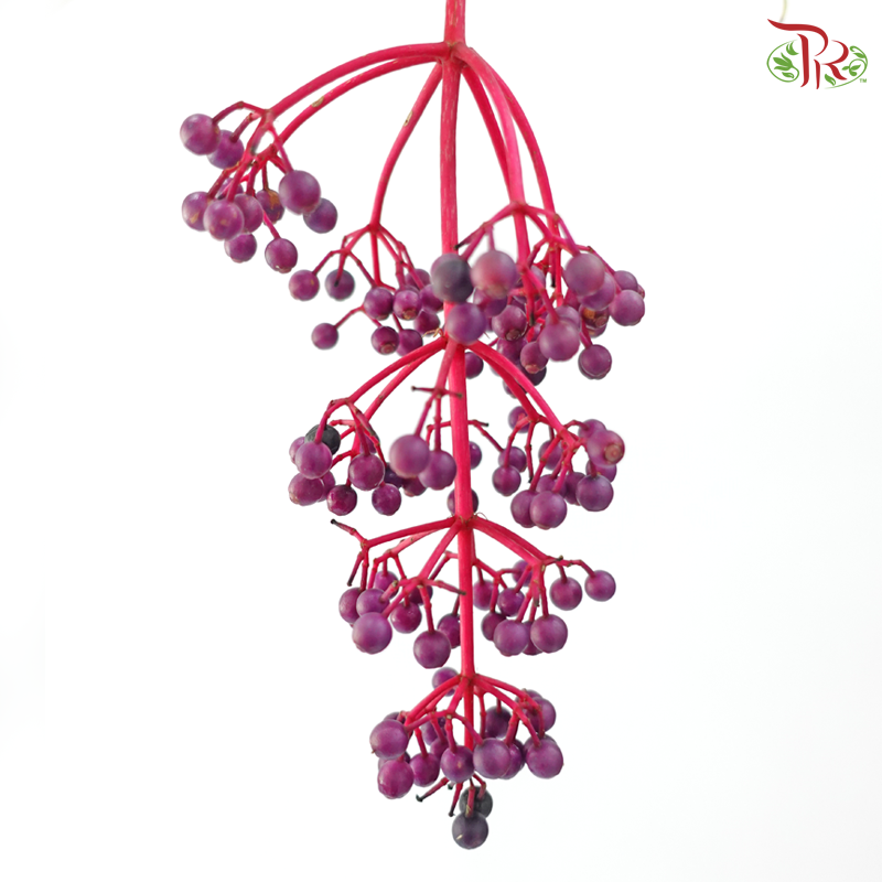 Purple Berry