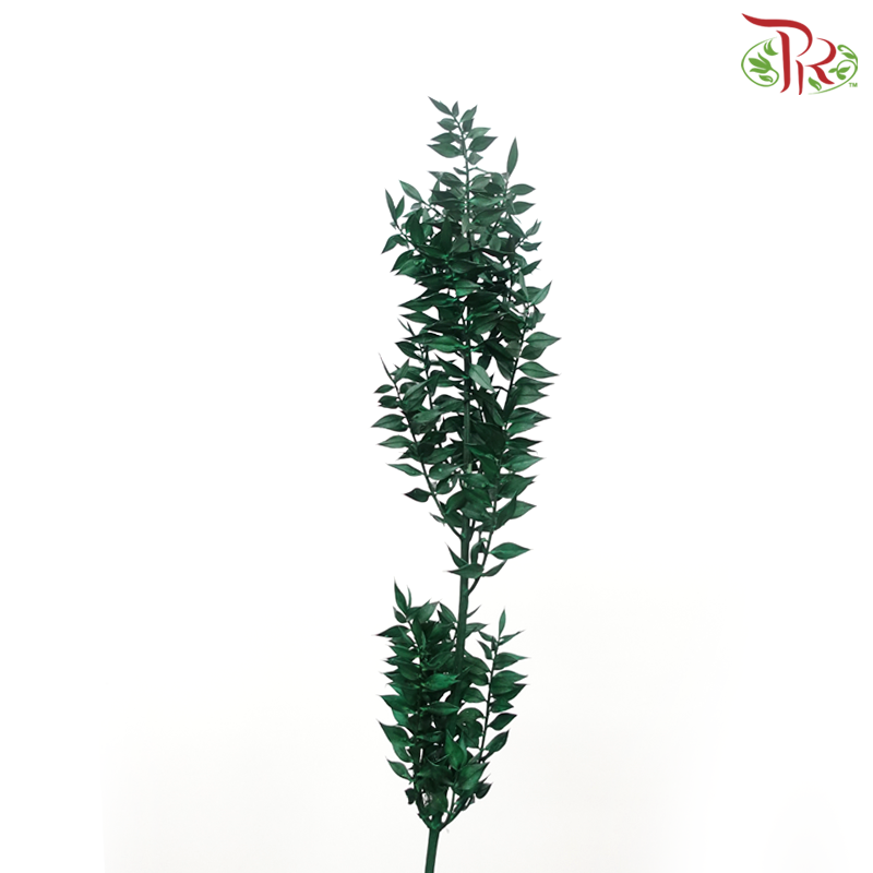 Dry Ruscus Dyed Colour - Dark Green - Pudu Ria Florist