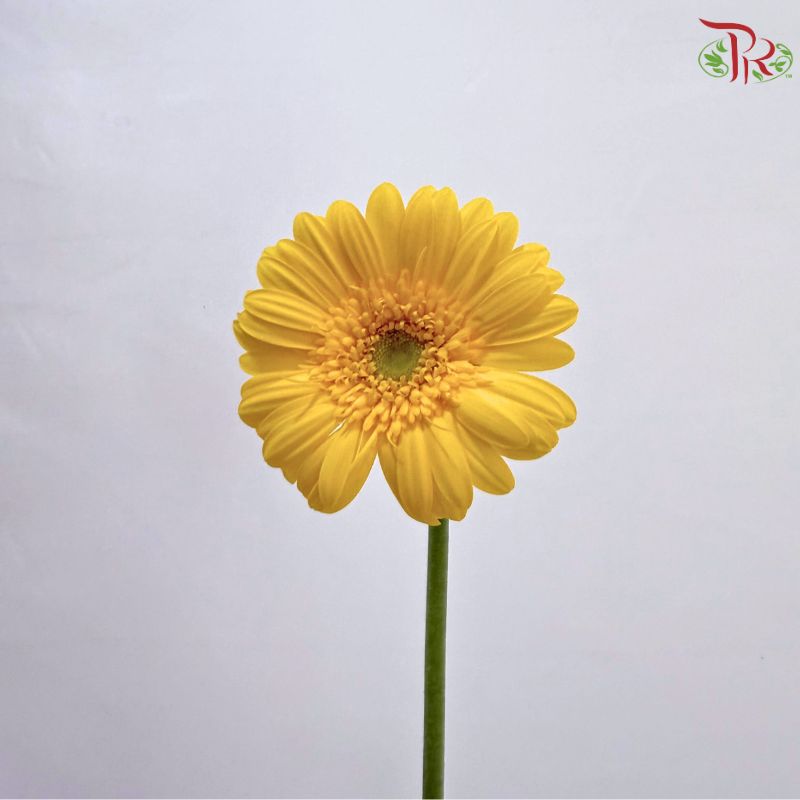 Gerbera Mini