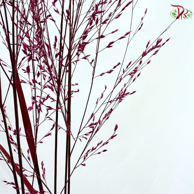 Panicum Dyed